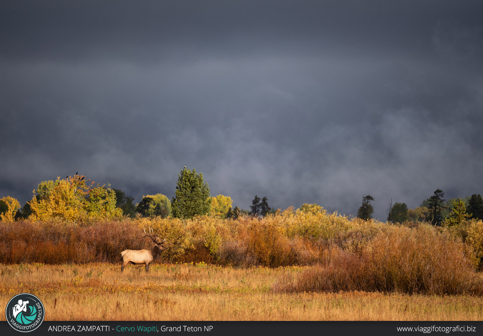 Cerco wapiti grand teton