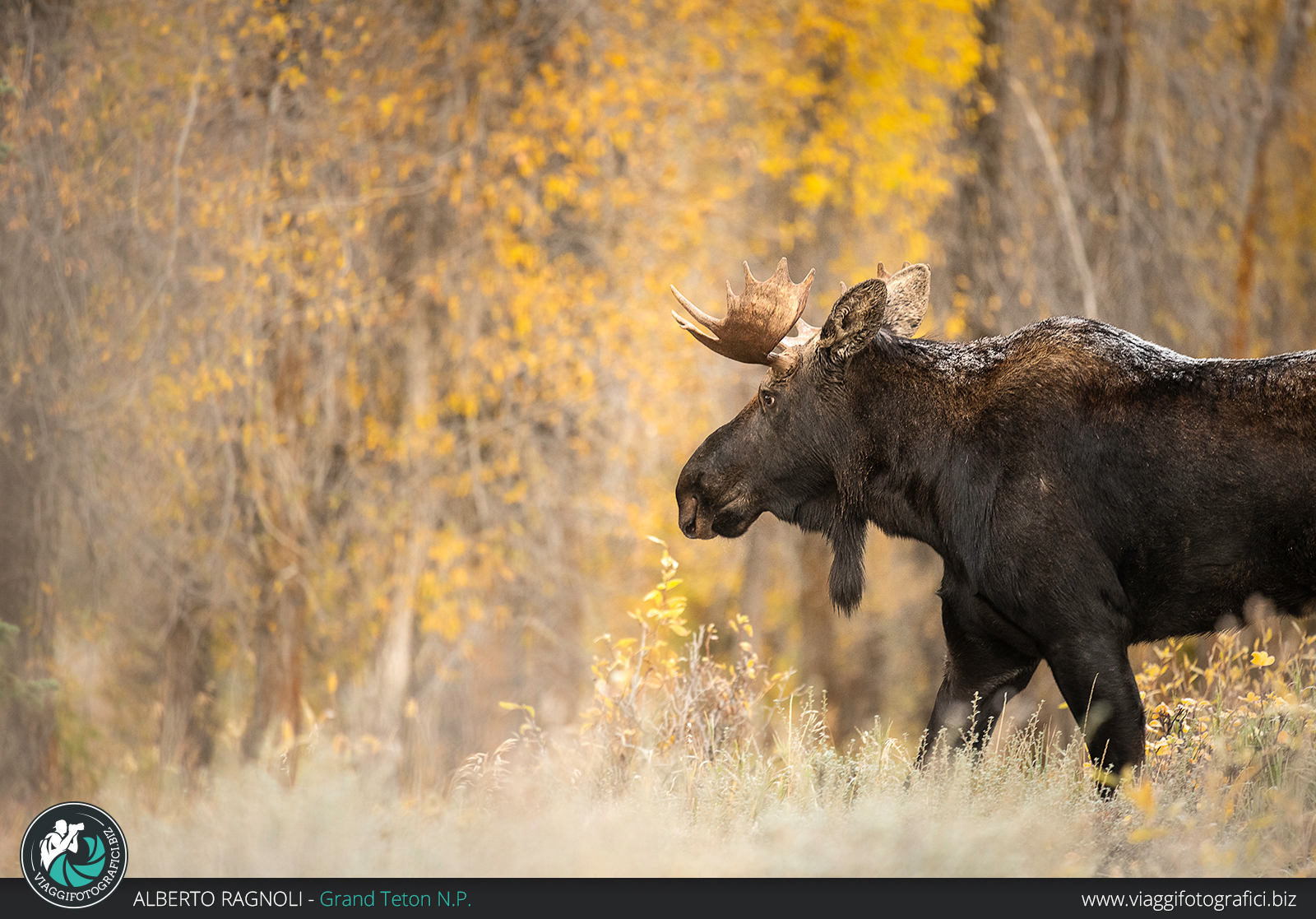 Alce nel Grand Teton in autunno