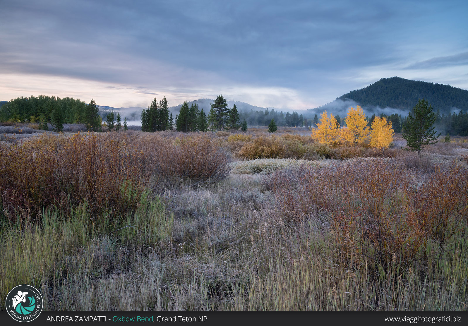 Foliage nel grand teton