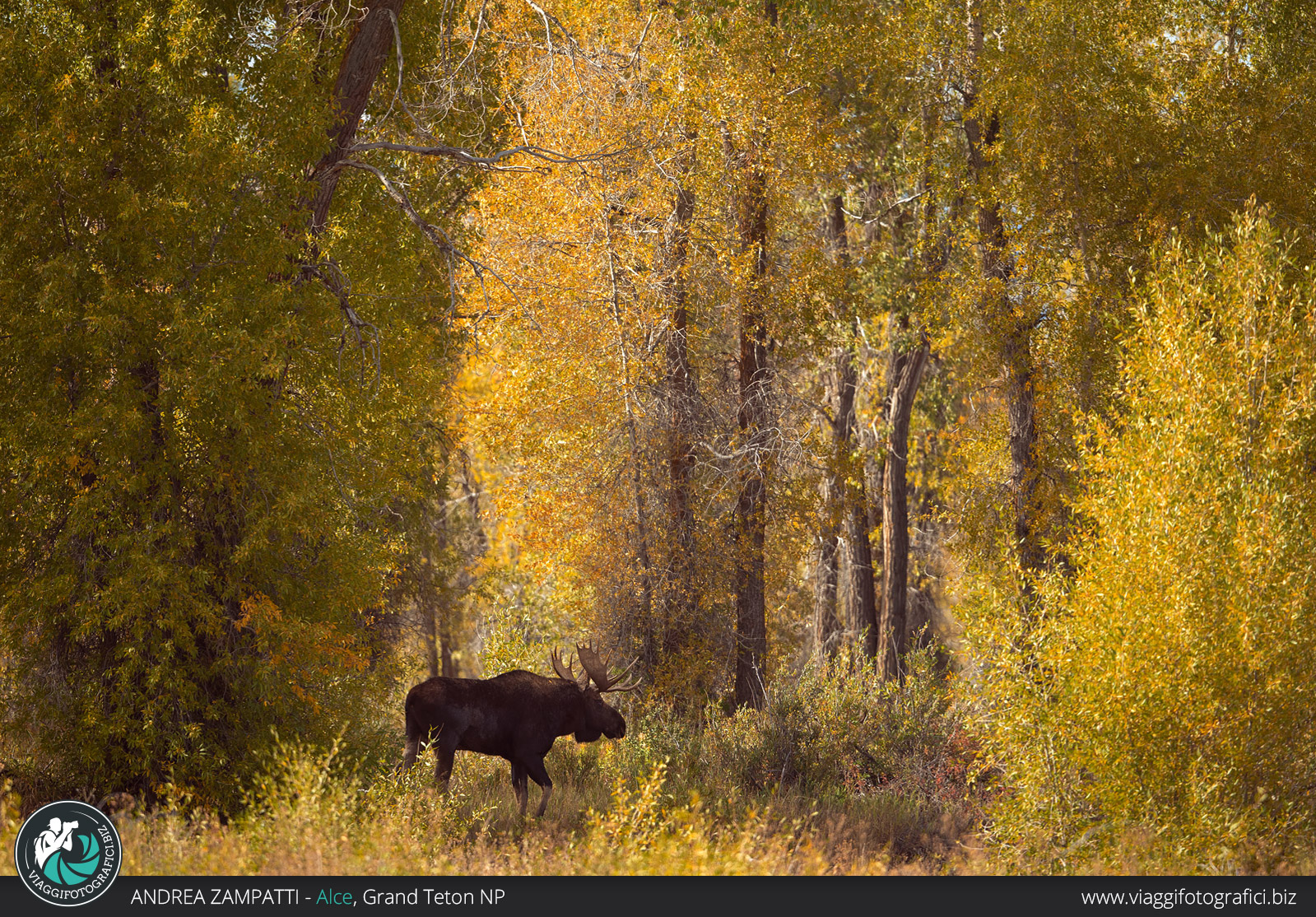 ALce americano nel Grand Teton in autunno