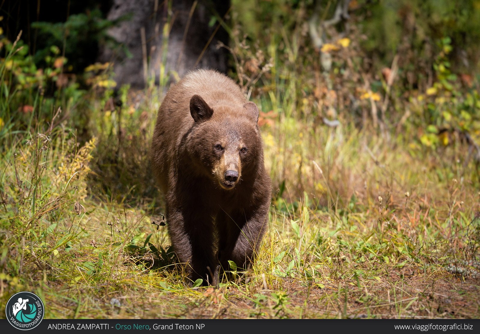 Orso nero Grand Teton in autunno