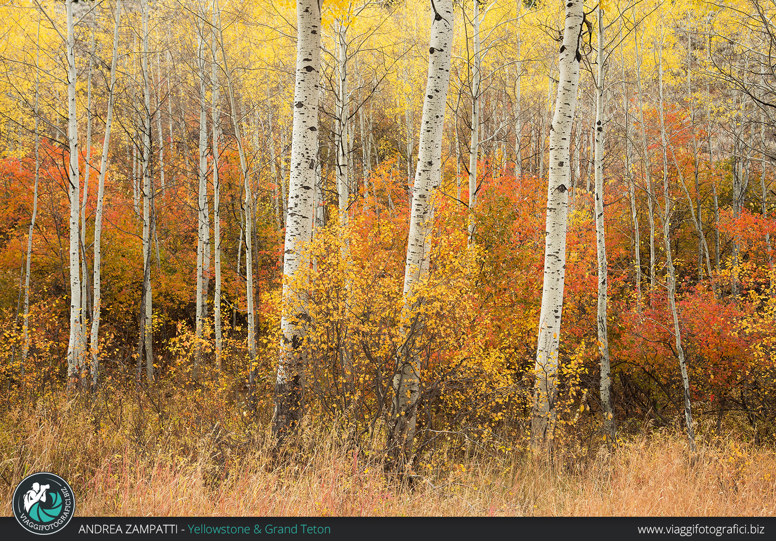 Foliage nel grand teton