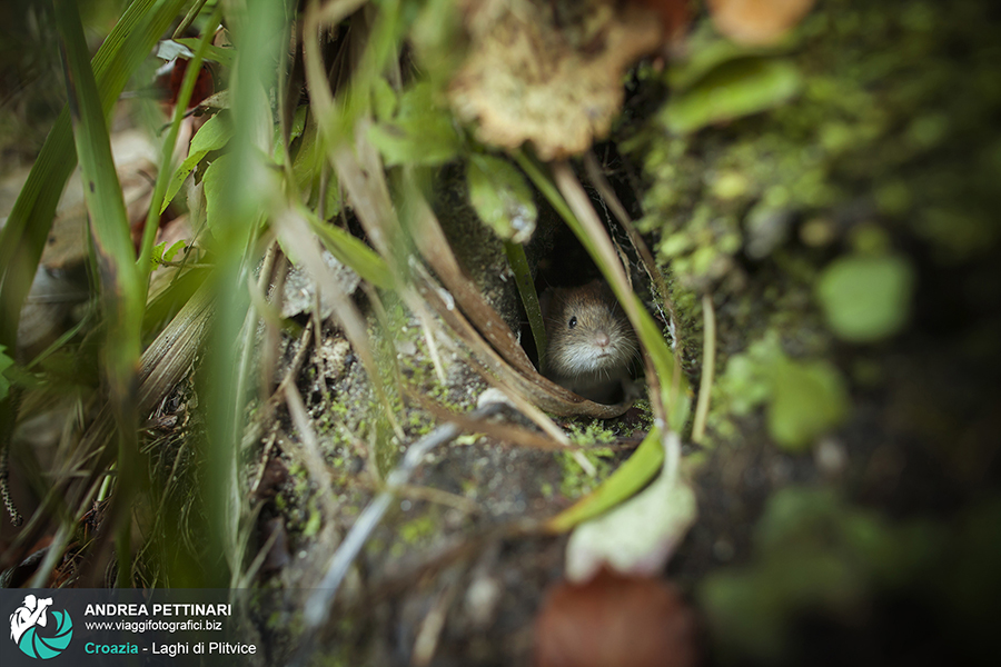 Workshop fotografico plitvice autunno 2014